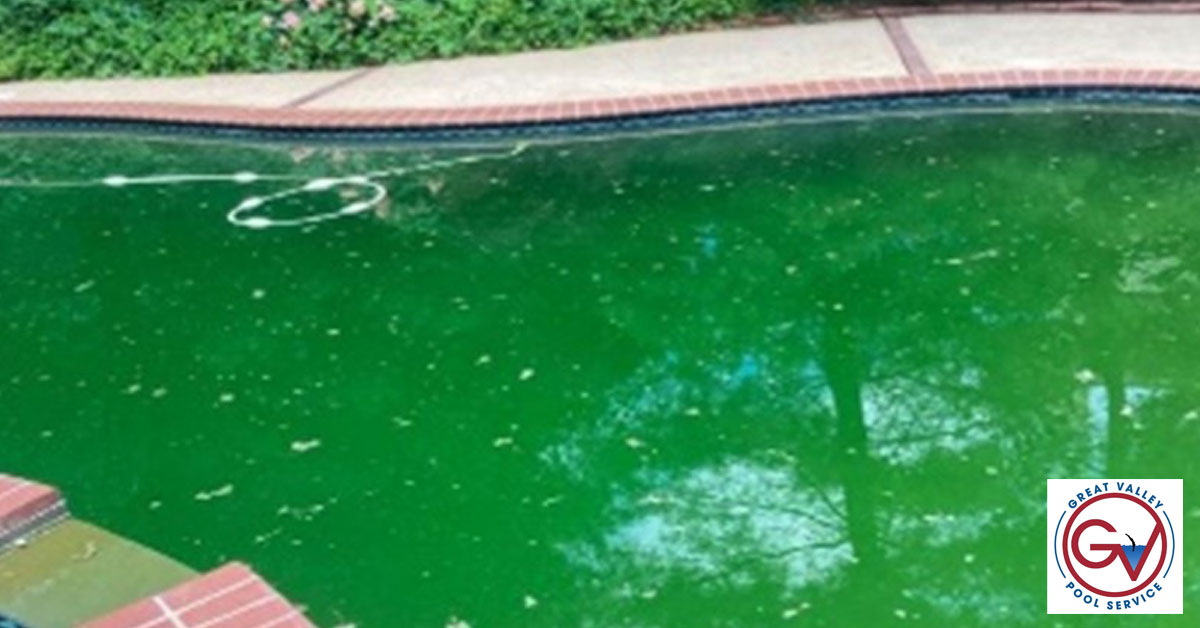 greatvalleypool's tweet image. Algae growth within your pool is a frustrating experience to deal with. You can find everything you need to help prevent an algae bloom either on our website or in-store.

shop.greatvalleypool.com/shop/showprodu…

#poolmaintenance #poolcleaning #algaeprevention