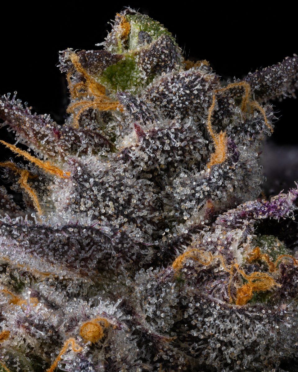 cookiesglobal's tweet image. 🆕🆕 { Huckleberry Gelato } grown by @allseasonsfarms drops Friday in CA .... tasting like gassy berry ice cream with nuts on top flavor 🫐