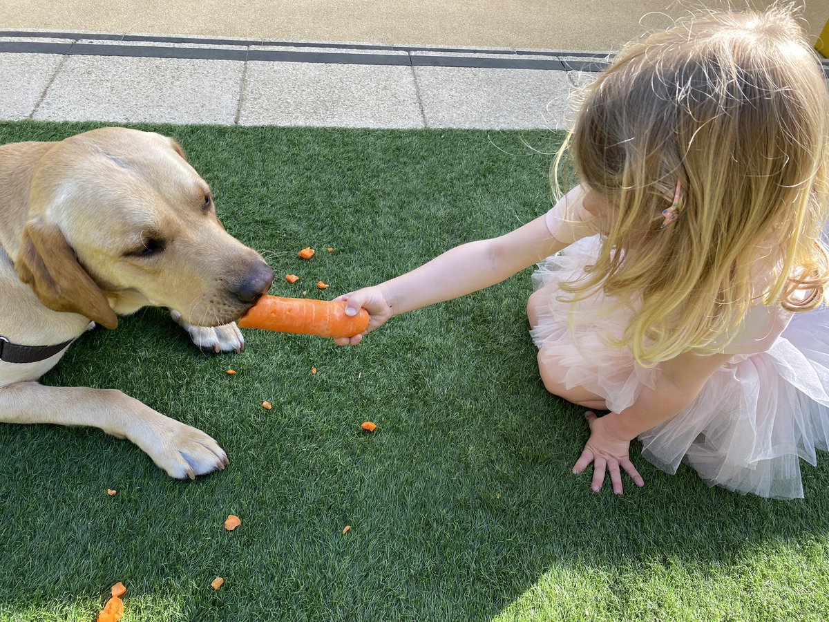 Wilson the school dog <a href="/NBH_WestHamp/">NBH Nursery & Pre-Prep West Hampstead</a> took full advantage of the sunshine this afternoon and enjoyed his #healthysnacks with the children in the garden 🐶🥕<a href="/NBHSchool/">North Bridge House</a> @CognitaSchools  #healthyschools