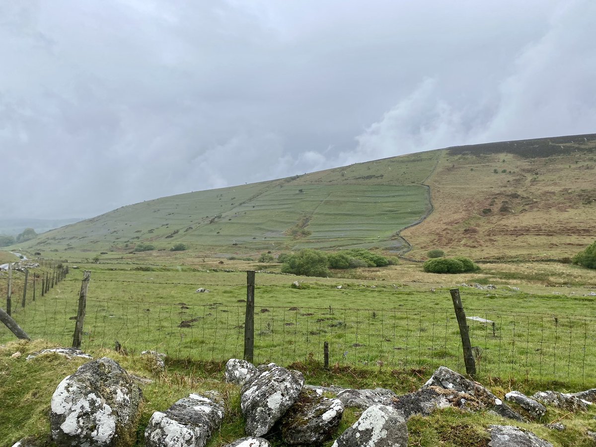 Lynchets picked out by blue bells on Challacombe Down #Dartmoor #Archaeology #Earthworks #Landscapearchaeology