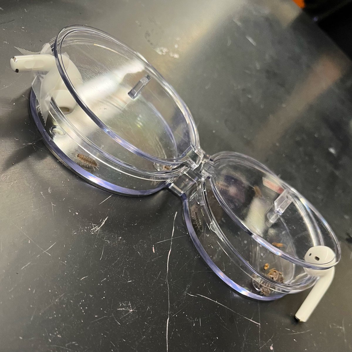 torchianator's tweet image. Do isopods prefer sad OR happy Taylor Swift music? 🎶🤔Tomorrow AP Bio Block 3 Group 1 will see if their data supports a statistically significant difference in preference or not! #designyourownexperiments #GoKnights #KnightScience #APBio @FazioSally @OldBridgeTPS