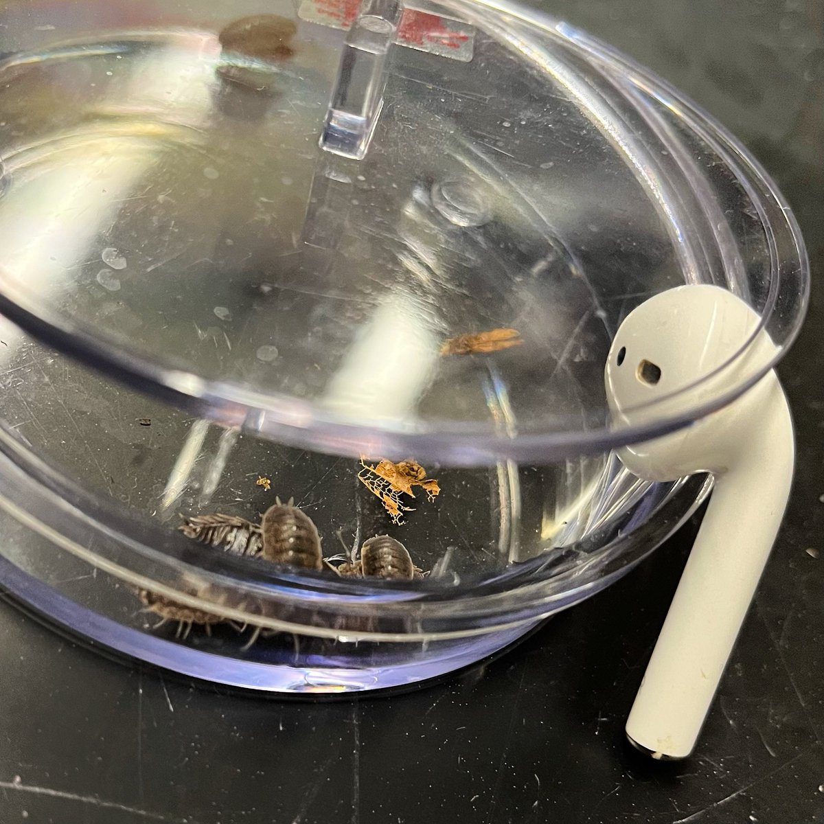 torchianator's tweet image. Do isopods prefer sad OR happy Taylor Swift music? 🎶🤔Tomorrow AP Bio Block 3 Group 1 will see if their data supports a statistically significant difference in preference or not! #designyourownexperiments #GoKnights #KnightScience #APBio @FazioSally @OldBridgeTPS