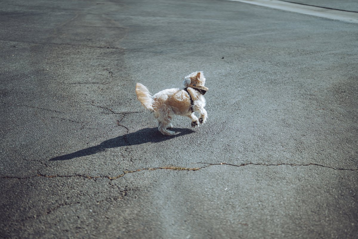 ChataFrata tweet media