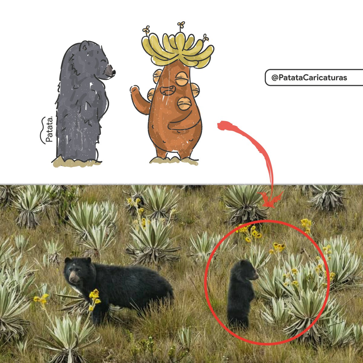 PATATAdibujo's tweet photo. Atención 🐻🌿
El oso de anteojos y Frailejón Ernesto Pérez fueron vistos charlando. https://t.co/0yw76W6Xp9