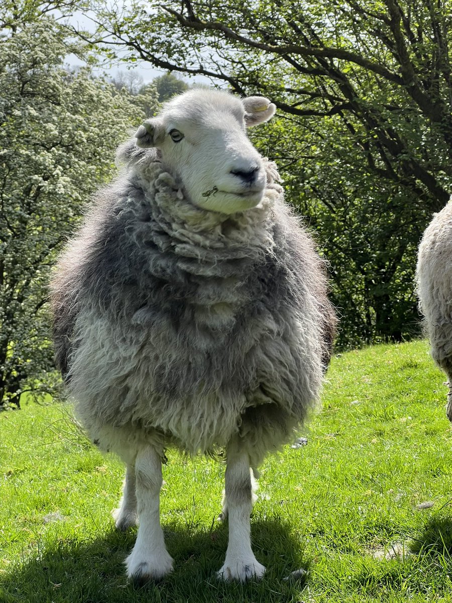 MancSaint13's tweet photo. Fantastic day @Jonatyewtree with @penroo learning all about #Herdwick #Sheep so insightful and definitely worth a visit. Best part was the snuggles with the gorgeous Herdys - best day ever! Thank you Jo! X https://t.co/85A3QGE2K3