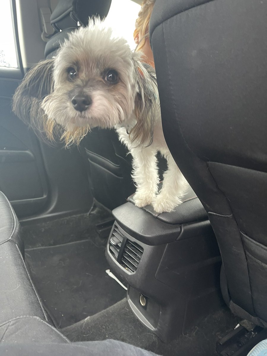 We love our Canine Comet Carpool Crew!! They pawsitively brighten our day. Disclaimer: All cars were safely in Bark when these photos were taken. <a href="/CCE_Comets/">Clay Center Comets</a> 💫💚💙