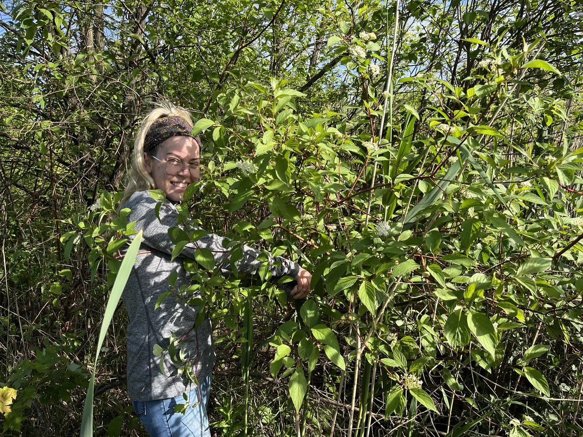 LVCEnvi's tweet image. Summer research has started at LVC!  Meredith Fitzgerald (BCMB ‘23) has been doing a bit of field work this week. #LVCresearch