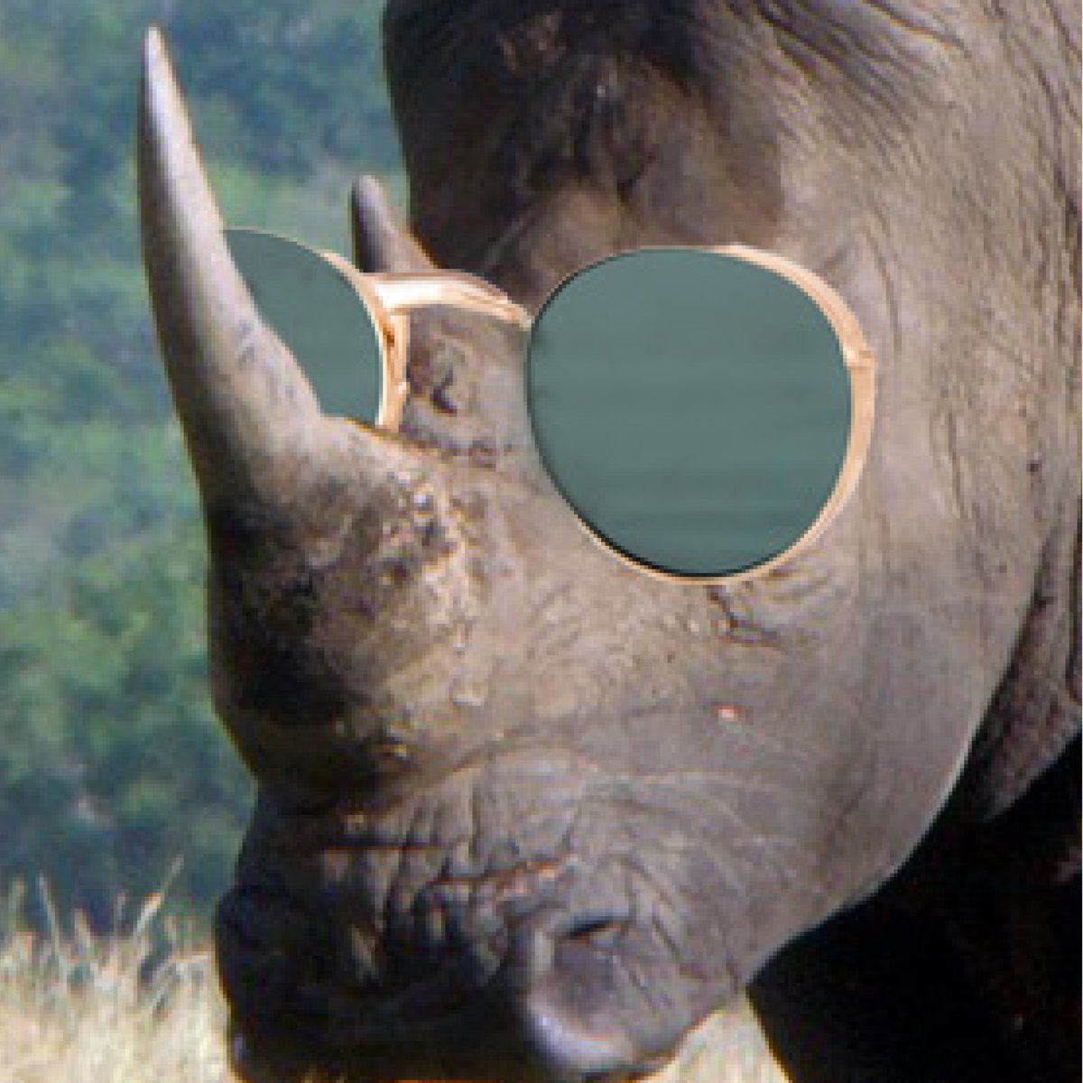 InvestursNFT's tweet photo. Meet the real #Investurs #Rhino😎 he's is wearing one of our feature #accessories.

Can't you wait for the #8bit #NFT version?  

#NFTProject #edit #NFTanimal #NFTworld https://t.co/zzlS1WczUY