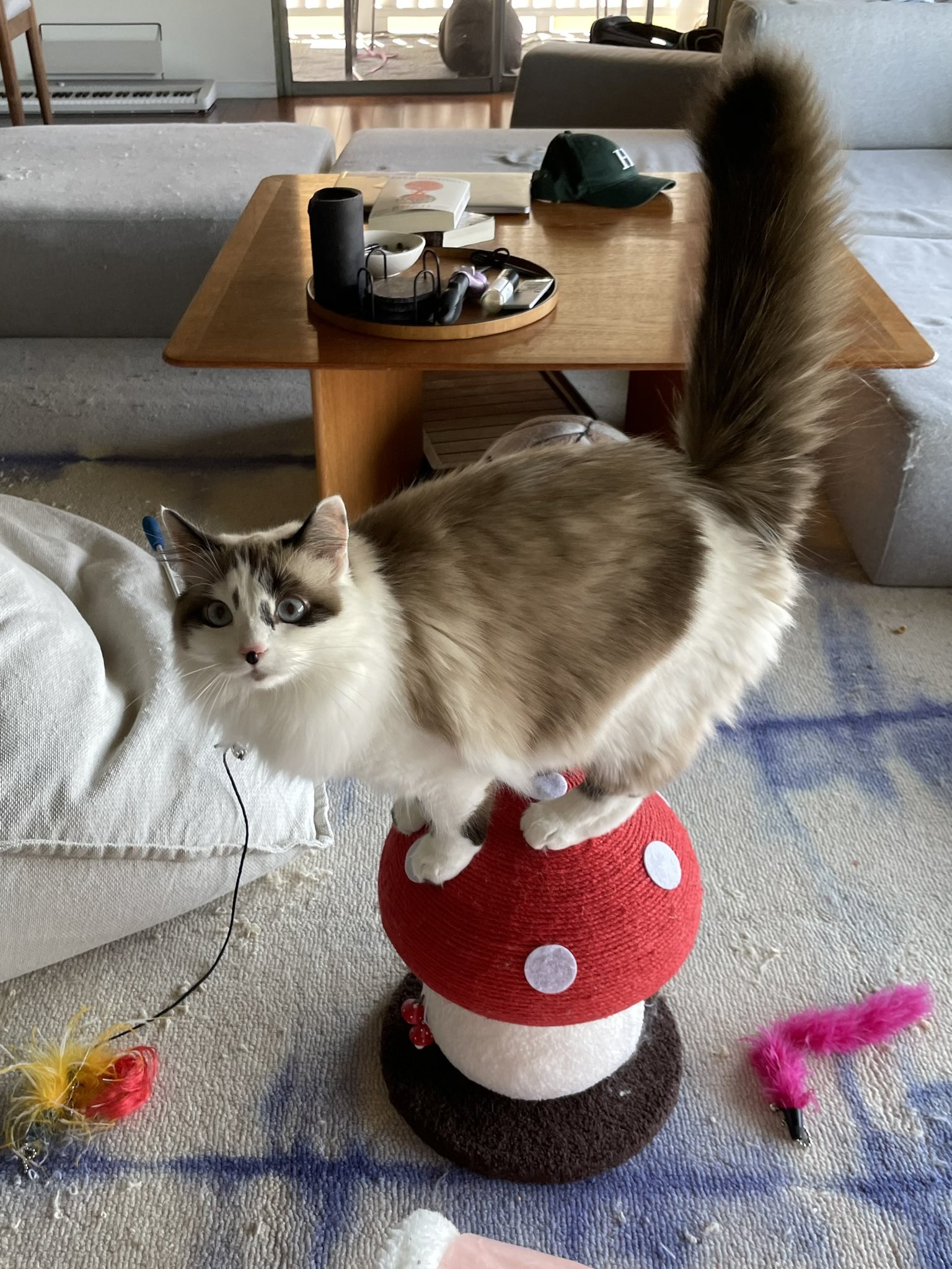 goochie on Twitter: “parkour https://t.co/zWBpDLxGrG” / Twitter