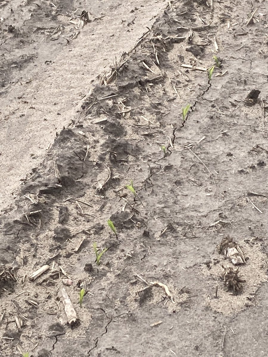CBryce79's tweet photo. Hello there lil fellas! Glad to see you! ⁦@LGSeeds⁩ #LG47C77 #offandrunning https://t.co/OhPzmUDOj8