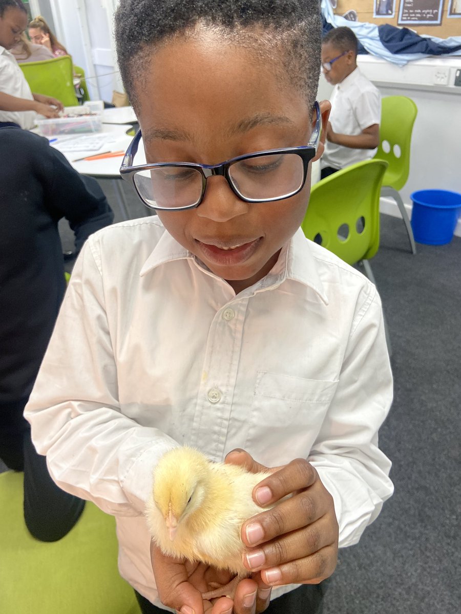 We had so much fun meeting the baby chicks this afternoon. What an experience, inspiring lots of creative questions! <a href="/WoodhillSch/">Woodhill Primary School</a> <a href="/WoodhillNature/">Woodhill Nature School</a> <a href="/WoodhillSci/">Woodhill Science</a>