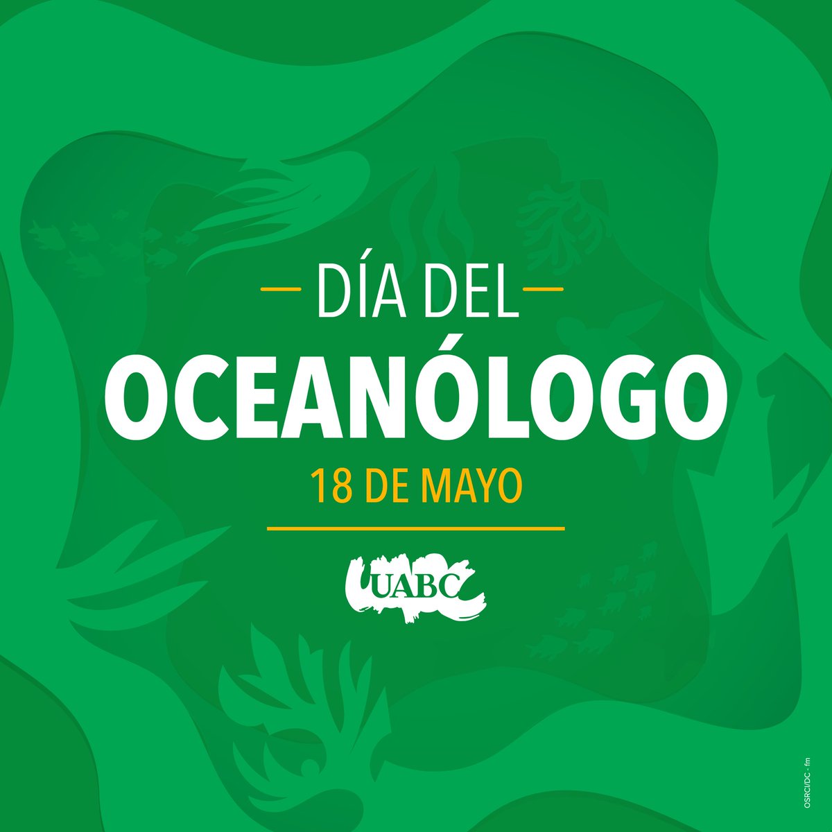 UABC_oficial's tweet photo. ¡Hoy celebramos el Día del Oceanólogo! 🌊

Felicitamos a toda la comunidad cimarrona que adoptó con esfuerzo y pasión esta profesión.

Esperamos pasen un excelente día. 💚💛 https://t.co/3ZGke6pifk