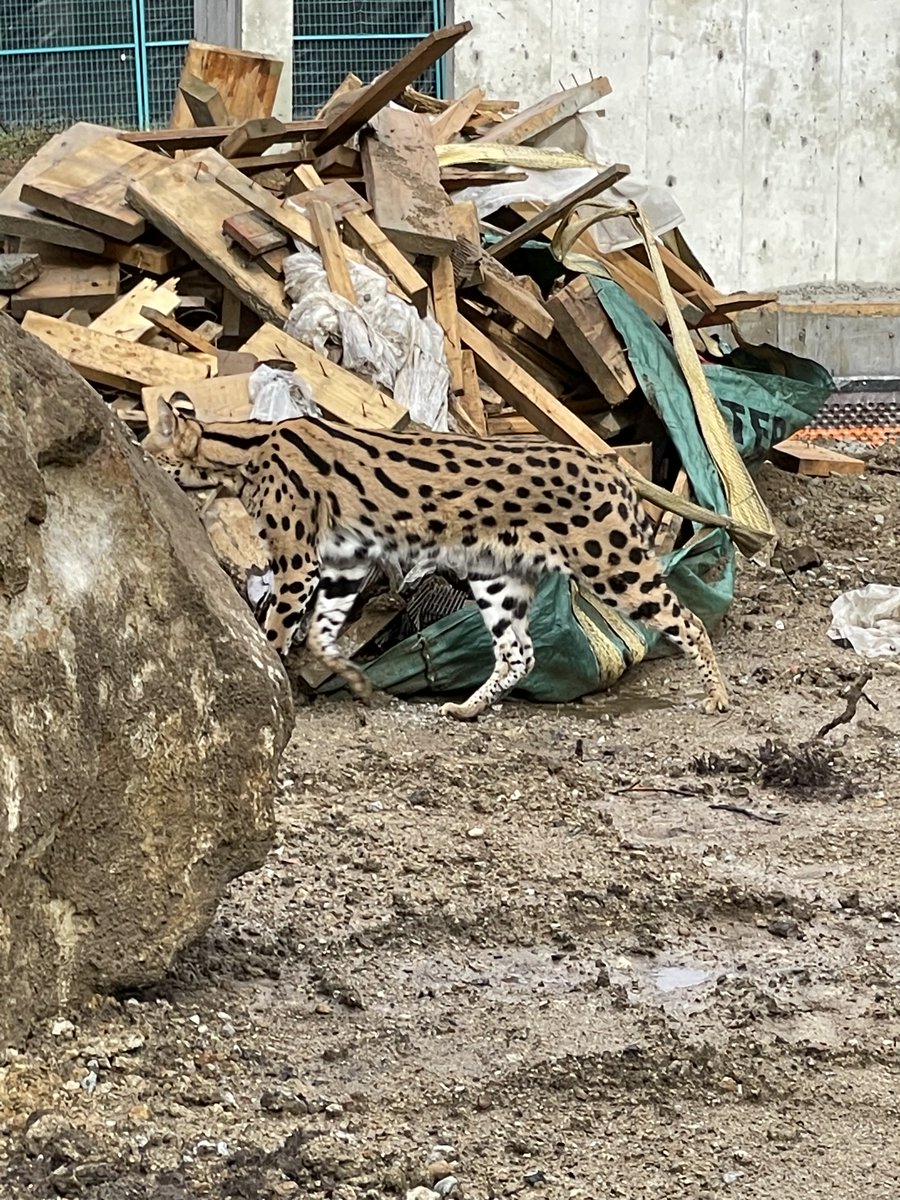 _BCCOS's tweet photo. Savannah Cats are not regulated under Controlled Alien Species regulations.

We appreciate the public calling in tips so it could be safely reunited with its owner. #NeverADullDay https://t.co/a4mKkKxDTi