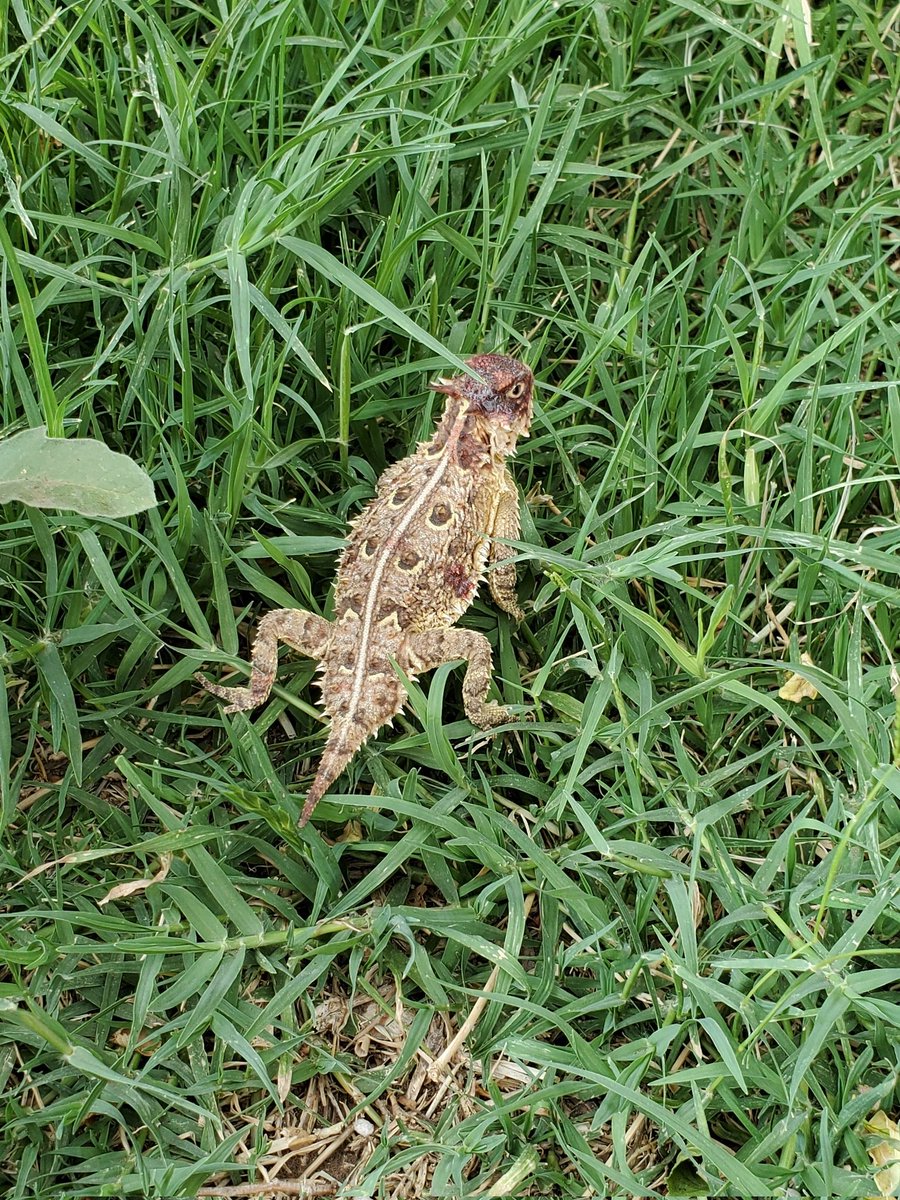 How's it growin?? I had a visitor in the garden today! Bet he was searching for an anthill to feast on. I'm in the Texas Panhandle, do yall have these where ever it is you reside at?