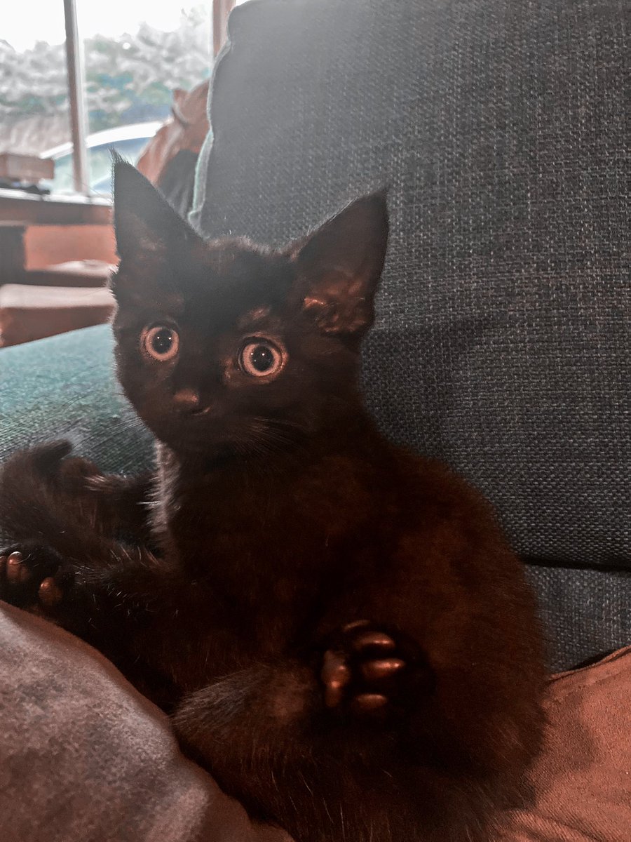 thetaskoshei's tweet image. spot the difference