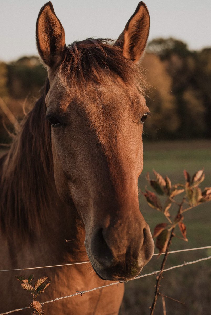 Twitter Fam - Meet the newest member of The McNeely Ranch. MOE! 🐴 🤠 

This is my heart horse, and many of you have heard me talk about him over the last year - probably too much 🙃 

My hubby, Justin, made it happen this Moe-ther’s Day and I am in L💗OVE