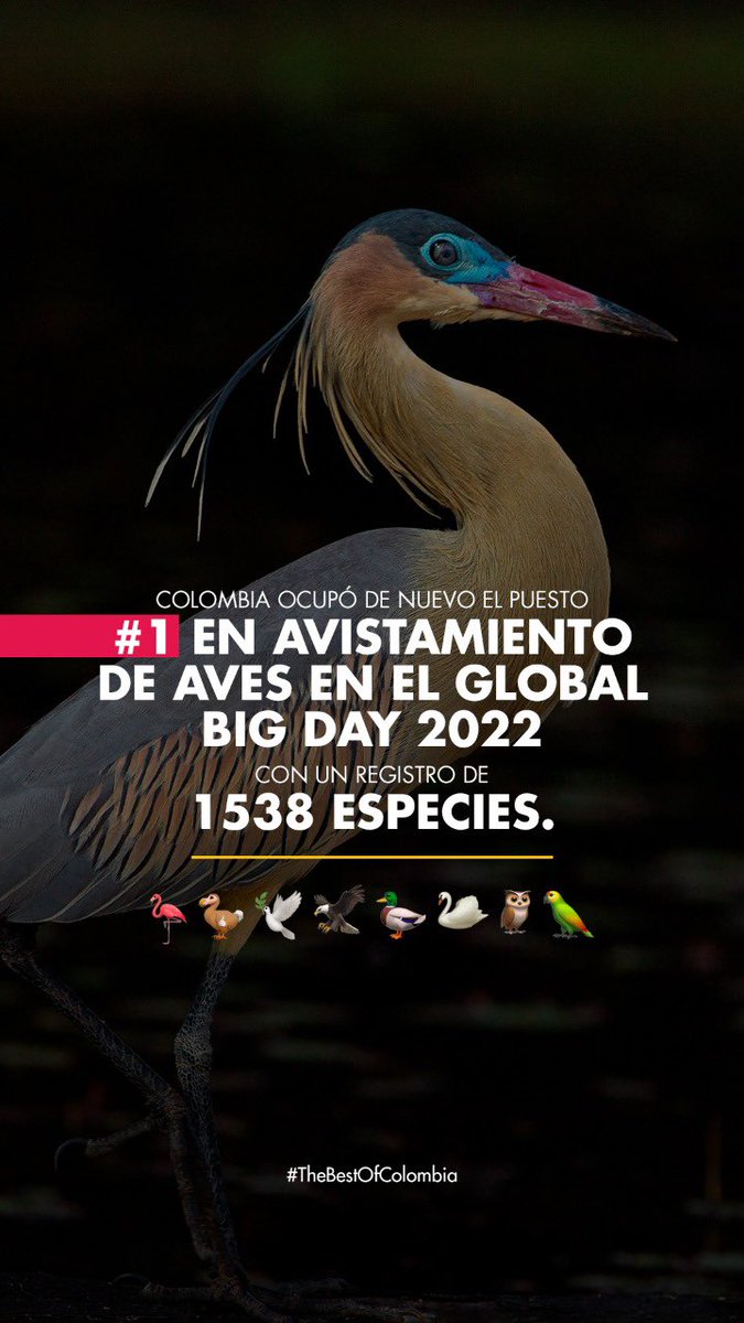 ¡<a href="/Colombia/">Colombia</a> vuelve a ganar el conteo de aves más importante del mundo! 🥇 

Esta vez pajareros de todo el país lograron registrar 1.538 especies en el #GlobalBigDay 2022, lo que significa el 20% del total mundial de aves reportadas en este conteo.