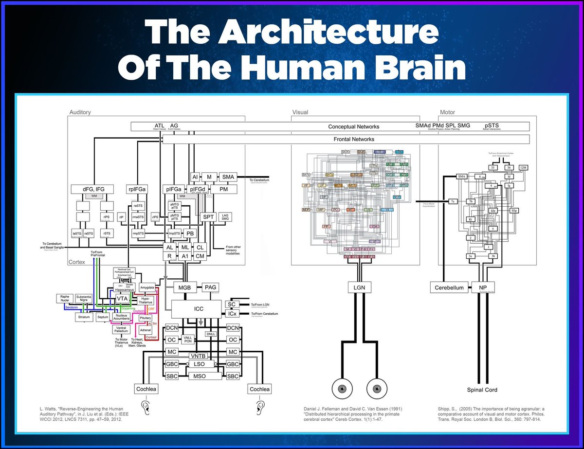 All this neural complexity of the human brain was configured by a #GeneticAlgorithm by #MotherNature! Now we're trying to find something "elegant" but "comparable performance" by hand.

#GoodLuck.
