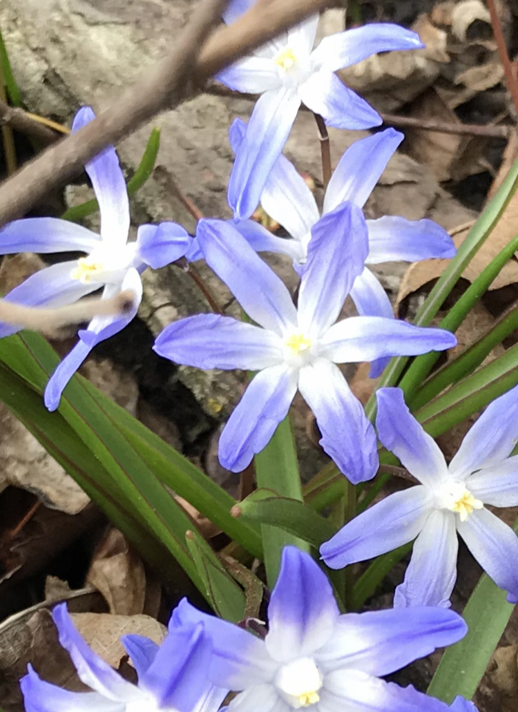 Science_gl's tweet photo. I found symmetry in nature ─ I found symmetry in flowers!🌼🌸 @Sci_Od @FieldsInstitute #FieldsInTheField @DrPamB https://t.co/cHKSs5kuAs