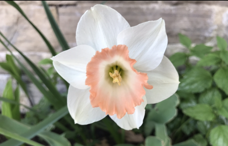 Science_gl's tweet photo. I found symmetry in nature ─ I found symmetry in flowers!🌼🌸 @Sci_Od @FieldsInstitute #FieldsInTheField @DrPamB https://t.co/cHKSs5kuAs