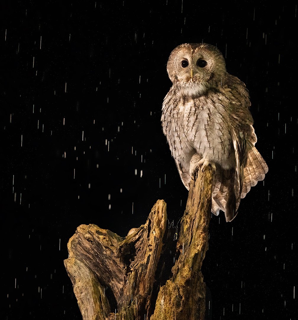 Tawny owl (Strix aluco)

Owl in the rainy night.
#wildlifephotography 
#owl #owls
#tawnyowl 
#strixaluco