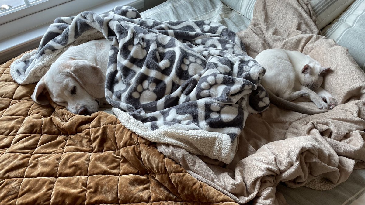 bridget zoë tweet media