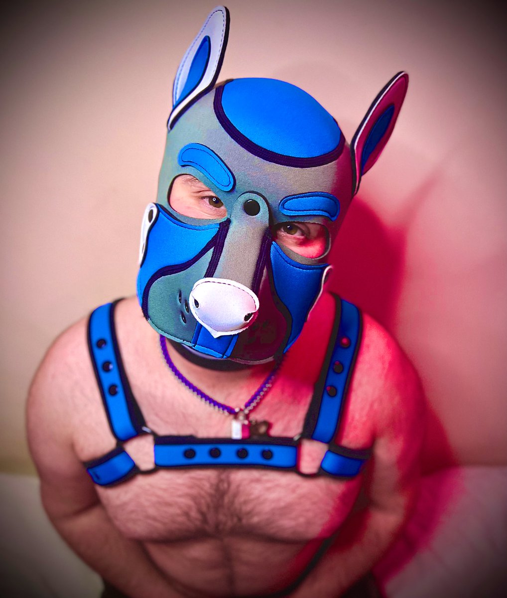 PupSumo's tweet photo. Introducing Sumo!

Finally have my very own custom hood! I’m very happy with our it has turned out 🐻🐶💙 https://t.co/tnDmJDHfkh