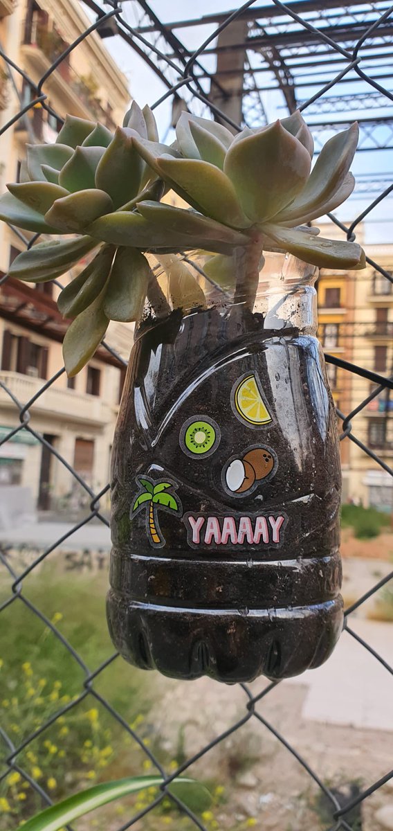 AAbaceria's tweet photo. @BCN_Ecologia T'agradaria col.laborar a enverdir la #viladegracia planta i cuida un “escocell” a les tanques de l’abaceria @bcn_ajuntament ens vol corresponsabilitzar en el manteniment del verd a la ciutat...les #veïnes ho fem tot i que @eloibadia @MercatsBCN @pscgracia no ens escolti https://t.co/U1pwcqpOv4