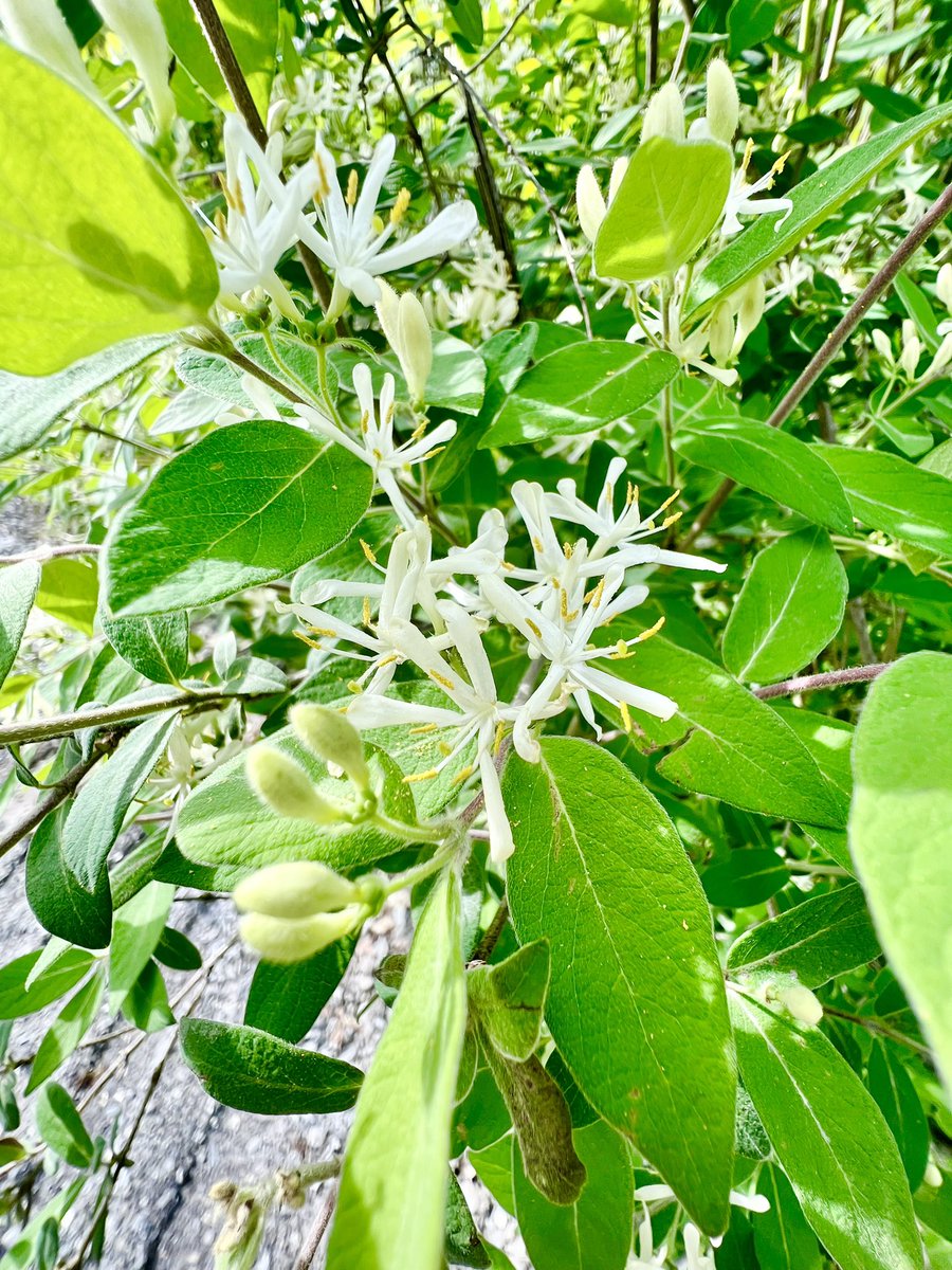 Took a little break from monitoring all the socials to get out and enjoy the beautiful weather and bucolic delights that surround us. If only you could smell the second photo! #Farm24VT