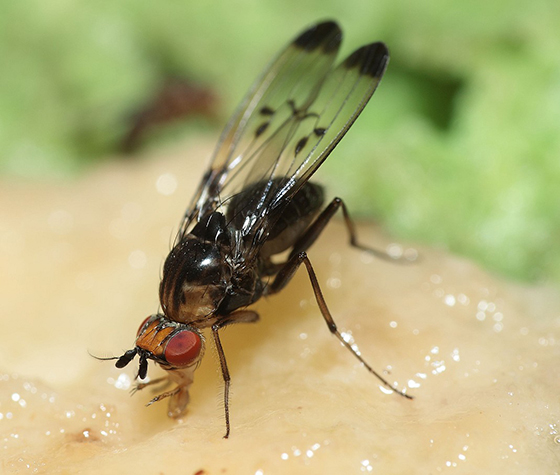 Register for the Virtual Invasive Pest Conference on May 25
DETAILS: cms.ctahr.hawaii.edu/NewsLetter/Art…