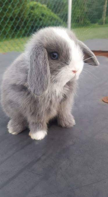 RabbitEveryHour's tweet photo. https://t.co/5A2n8obTiM