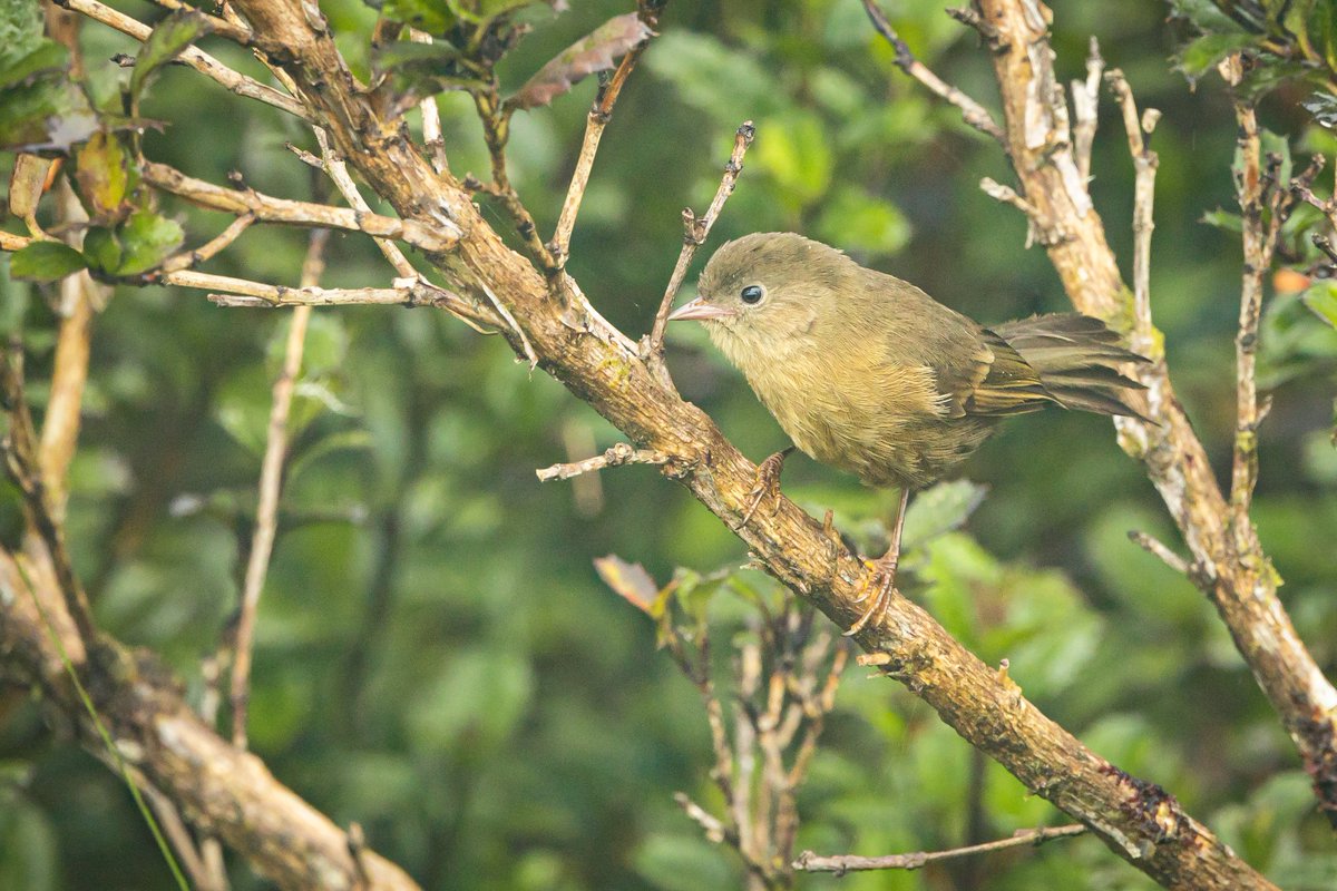 Tanager Tours tweet media