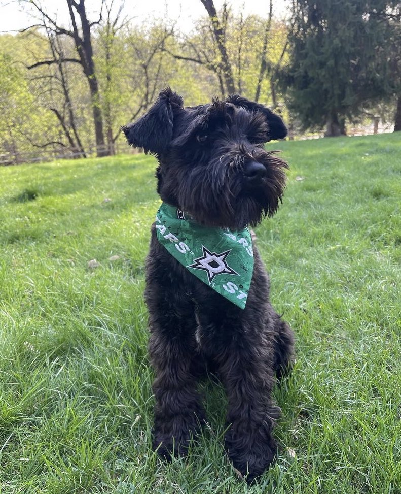 What better way to announce your signing than with a bandana for your pup?

You’re gonna fit in just fine here, Freddy! 🐶 

📸: <a href="/FreddyOlofsson/">Fredrik Olofsson</a> 

#OneStateOneTeam | #TexasHockey