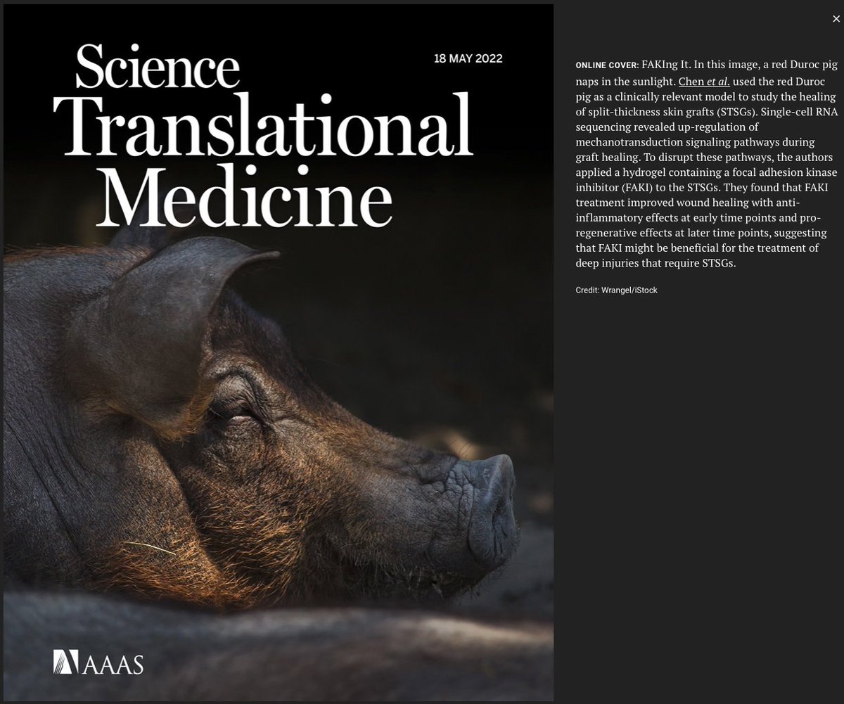 We are absolutely honored that our study, published today in <a href="/ScienceTM/">Science Translational Medicine</a>, was selected as the cover feature. Thank you to all my co-authors and collaborators at <a href="/StanfordPlastic/">Stanford Plastic Surgery</a> and <a href="/UofAZSurgery/">University of Arizona Department of Surgery</a>, including <a href="/do_henn/">Dominic Henn</a> <a href="/GeoffreyGurtner/">Geoffrey Gurtner, MD, FACS</a> 
and more! 
science.org/doi/10.1126/sc…

1/3