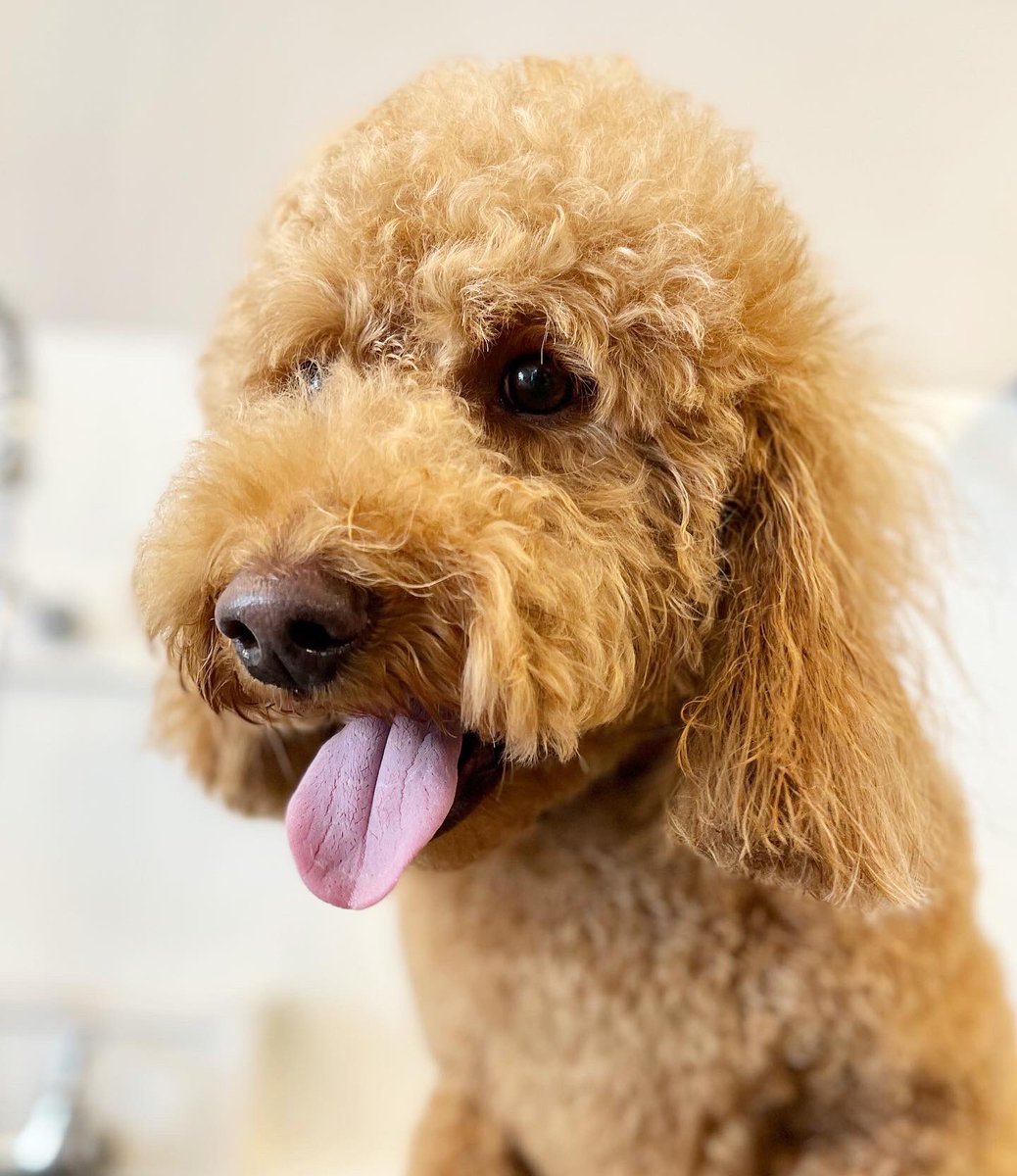 AppleheadLtd's tweet photo. Before and after of sweet Louie! 🐶

#beforeandafter #doggrooming #doodle #organicpetcare #holisticdog https://t.co/0knocmTUlB