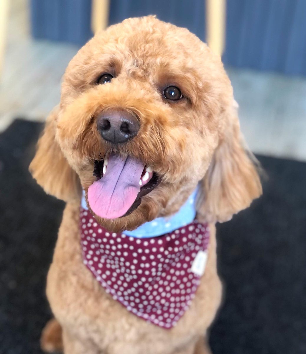 AppleheadLtd's tweet photo. Before and after of sweet Louie! 🐶

#beforeandafter #doggrooming #doodle #organicpetcare #holisticdog https://t.co/0knocmTUlB