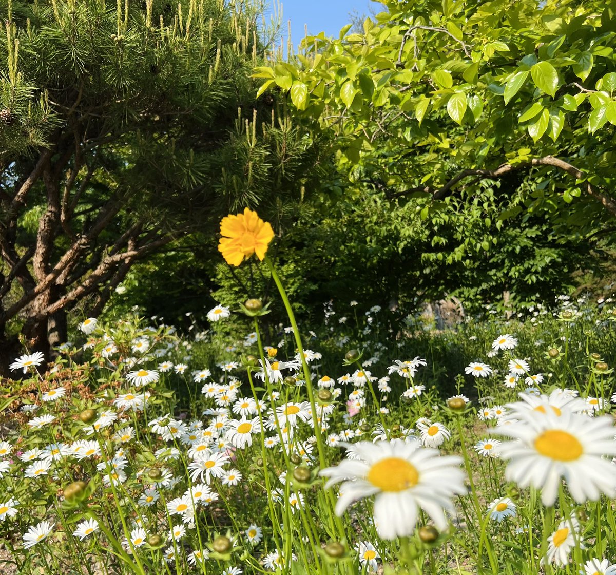 220518 | تحديث جيهون عبر تويتر : 

"آه، الجو حار جدًا 🌼"
