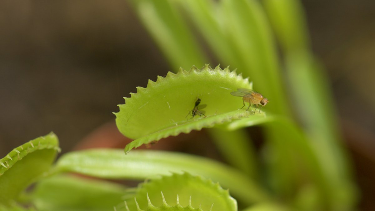SCETV's tweet photo. There are approximately thirty-one species of carnivorous plants throughout the state. Let's see what actions wildlife management is taking to help protect some of these extremely rare species. #WhatsWild #SCETVdigital #nature #Education https://t.co/KYGQpJ3Ear
