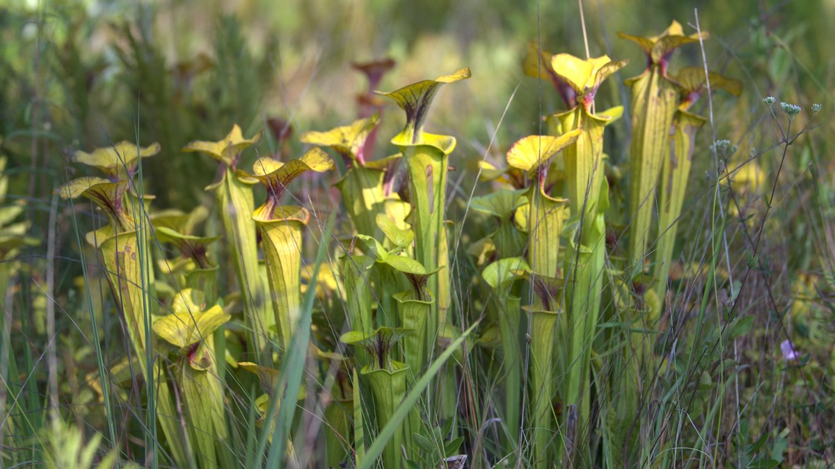SCETV's tweet photo. There are approximately thirty-one species of carnivorous plants throughout the state. Let's see what actions wildlife management is taking to help protect some of these extremely rare species. #WhatsWild #SCETVdigital #nature #Education https://t.co/KYGQpJ3Ear