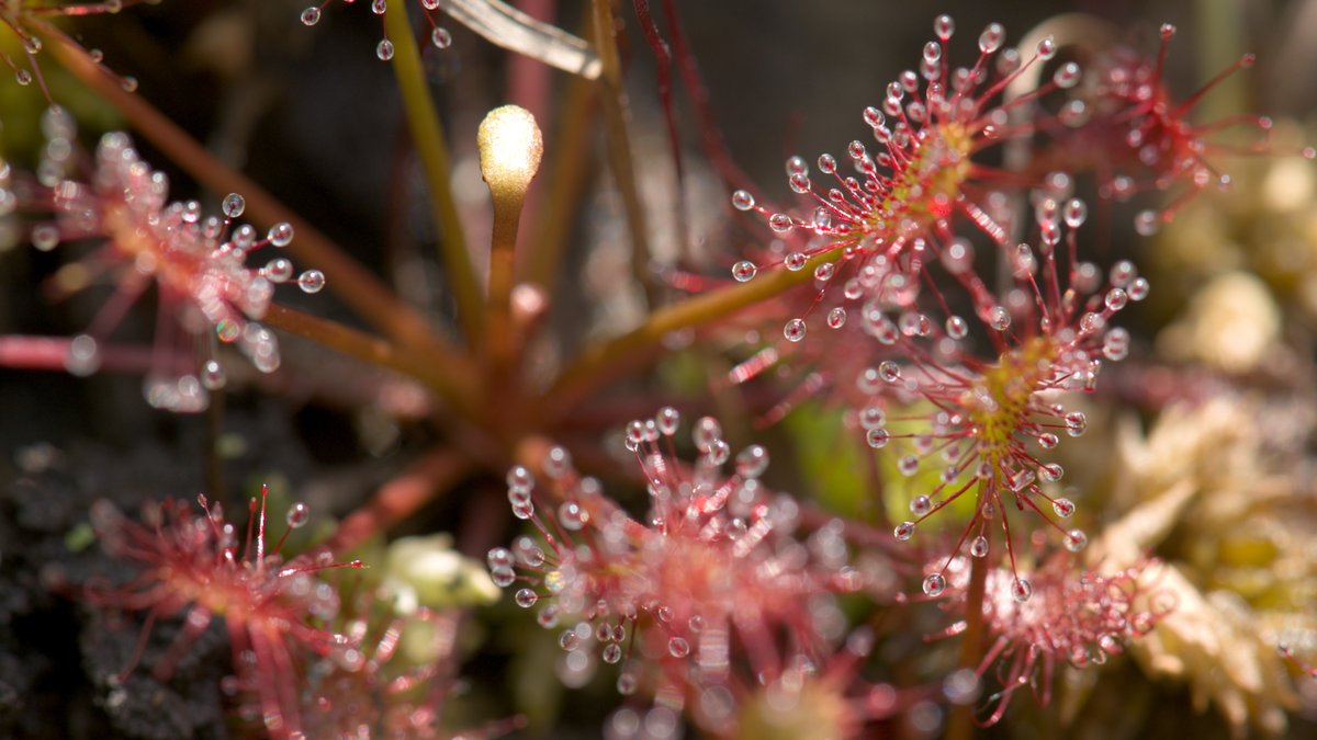 SCETV's tweet photo. There are approximately thirty-one species of carnivorous plants throughout the state. Let's see what actions wildlife management is taking to help protect some of these extremely rare species. #WhatsWild #SCETVdigital #nature #Education https://t.co/KYGQpJ3Ear