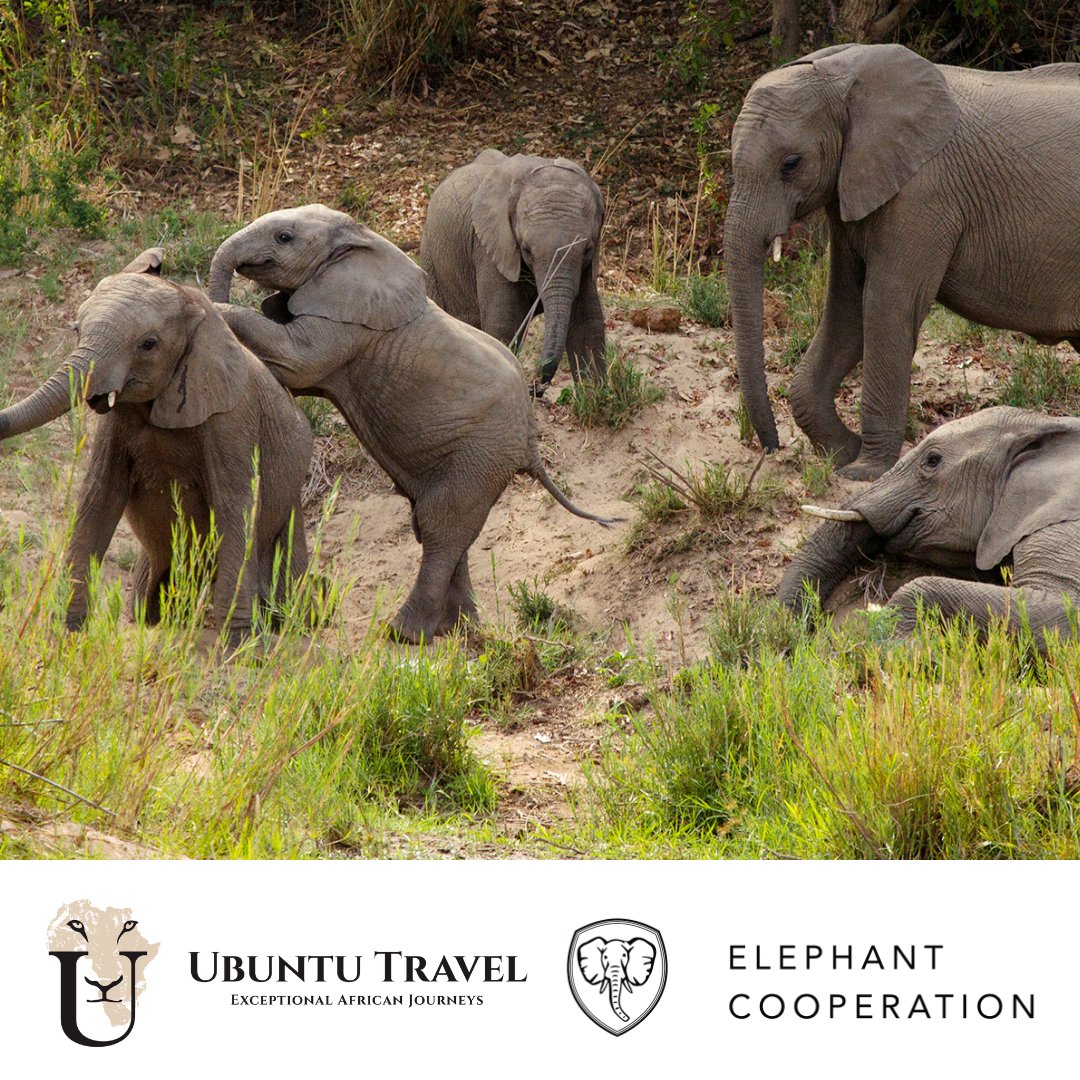 ElephantCoop's tweet photo. Take a swing at winning a luxury safari with @TravelUbuntu during our golf fundraiser this Friday! 
Discover your ultimate African safari with the Ubuntu Travel team during the Welcome Party and Registration!

#UbuntuTravel #LuxurySafaris #TravelUbuntu #OCGolf #Golf #Elephants https://t.co/eV5naiCtKb