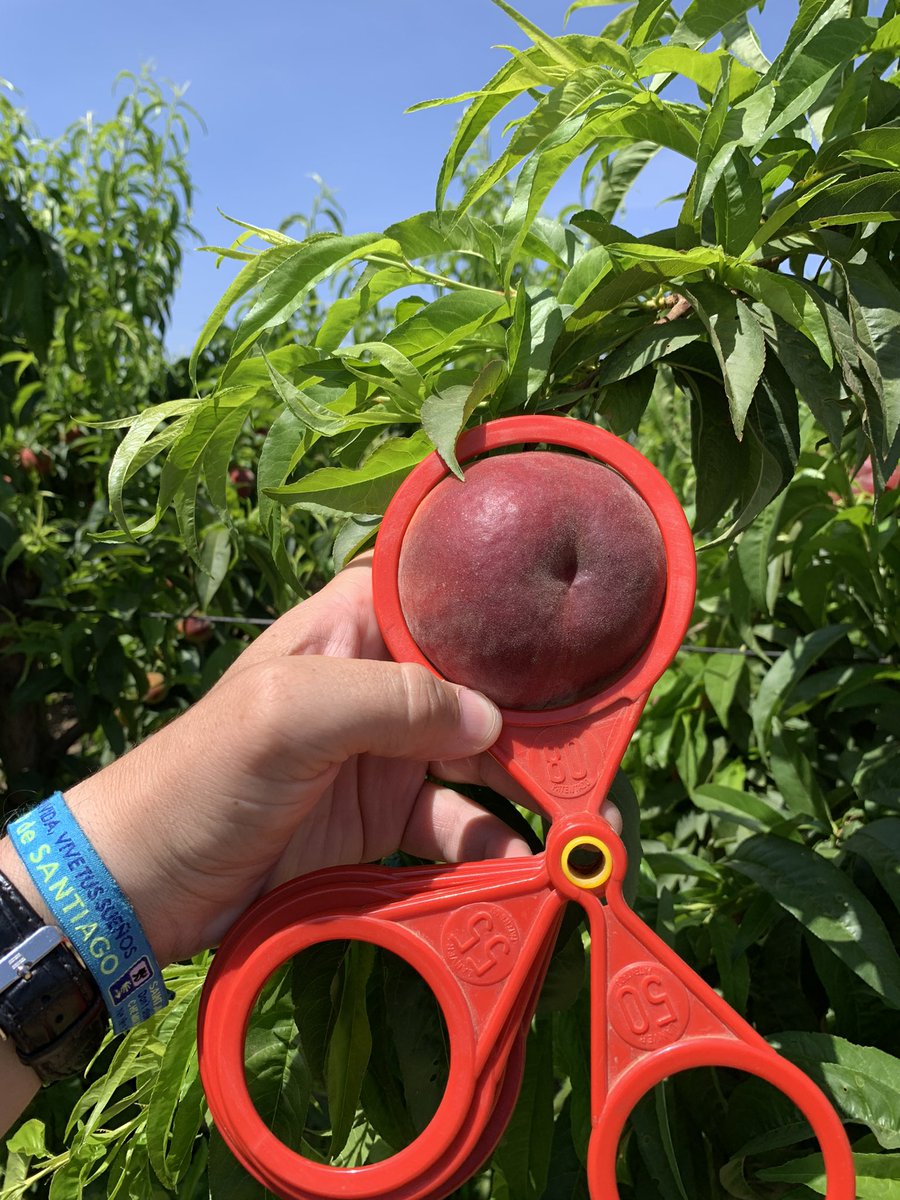 pfernandez1975's tweet photo. 📷 🍑Comienza la campaña recolección fruta de hueso, variedad Carla, Finca Cerro El Esparragal, Valdivia (Badajoz)
Con protocolo #CropBalance de @sipcam_iberia #equilibrionutricional #bioestimulantes #frutadehueso 👏👏💪💪 https://t.co/Eo2XgUjRLY