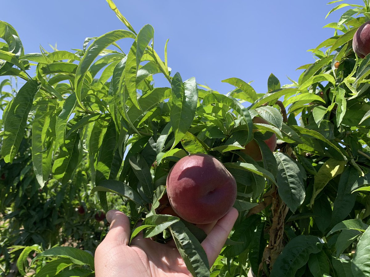 pfernandez1975's tweet photo. 📷 🍑Comienza la campaña recolección fruta de hueso, variedad Carla, Finca Cerro El Esparragal, Valdivia (Badajoz)
Con protocolo #CropBalance de @sipcam_iberia #equilibrionutricional #bioestimulantes #frutadehueso 👏👏💪💪 https://t.co/Eo2XgUjRLY