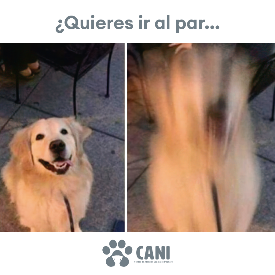 CANIrapuato's tweet photo. #CANITips | Salir a pasear con tu mascota, también tiene un impacto positivo en nosotros, reduce nuestros niveles de estrés y ansiedad además de que creamos un vínculo indestructible con nuestros perritos. ¡Sal y camina con ellos! 🐕 https://t.co/O88dlcuh1F
