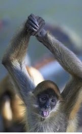 <a href="/MarkHamill/">Mark Hamill</a> up to his usual monkey business… 🍌