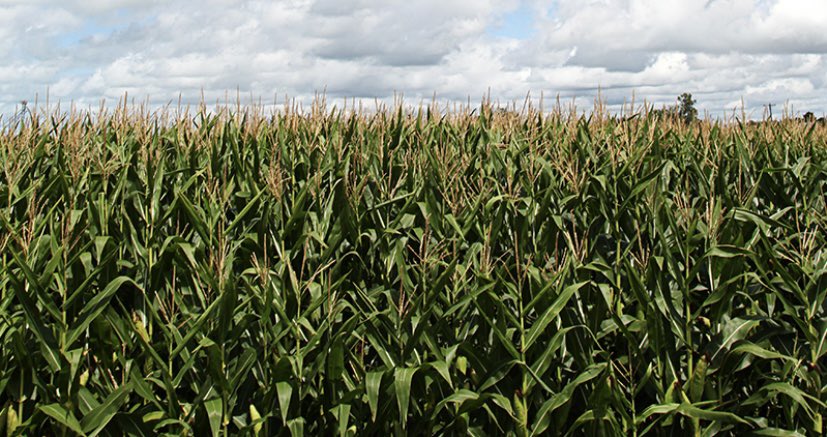 Thank-you to farmers and farm organizations for your support of C-234.  Bill C-234 eliminates carbon tax on propane and natural gas for drying grains and heating livestock barns.  The vote today was 170-143 and will now go to committee. Thanks to <a href="/JohnBarlowMP/">John Barlow</a> @PLawrenceMP