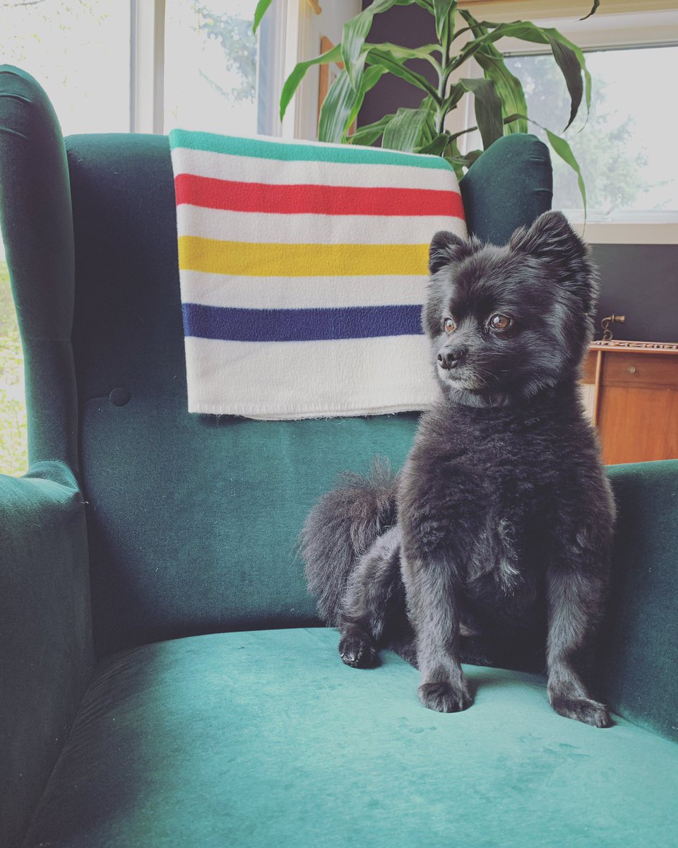 The most handsome little neighbourhood watchdog.