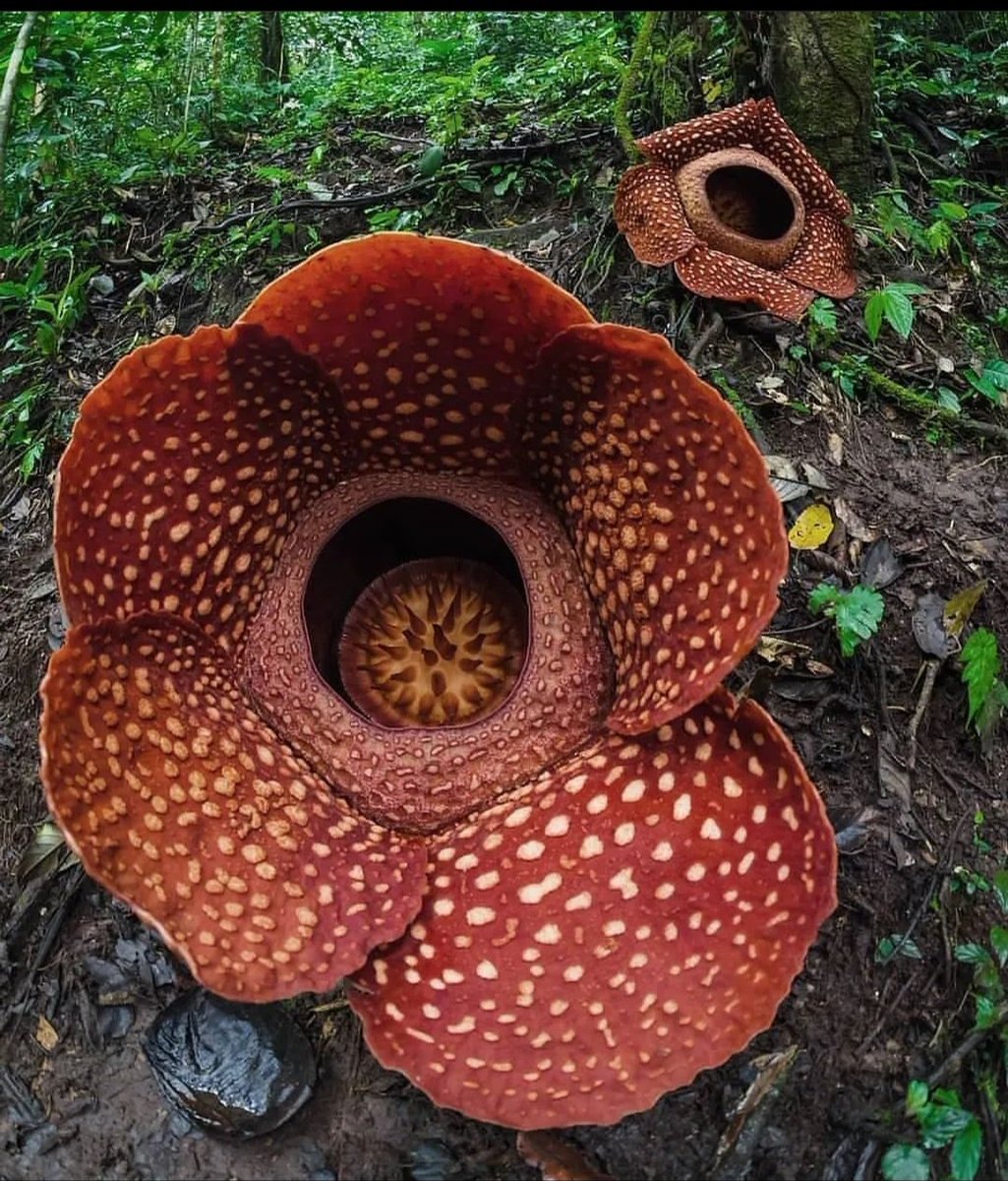 Dalila_aguiar18's tweet photo. Vc sabia que é possível uma flor exalar cheiro de carne podre?
(Rafllesia arnoldii)
#biotwits
@biologianaweb https://t.co/FrO3SfeFCf