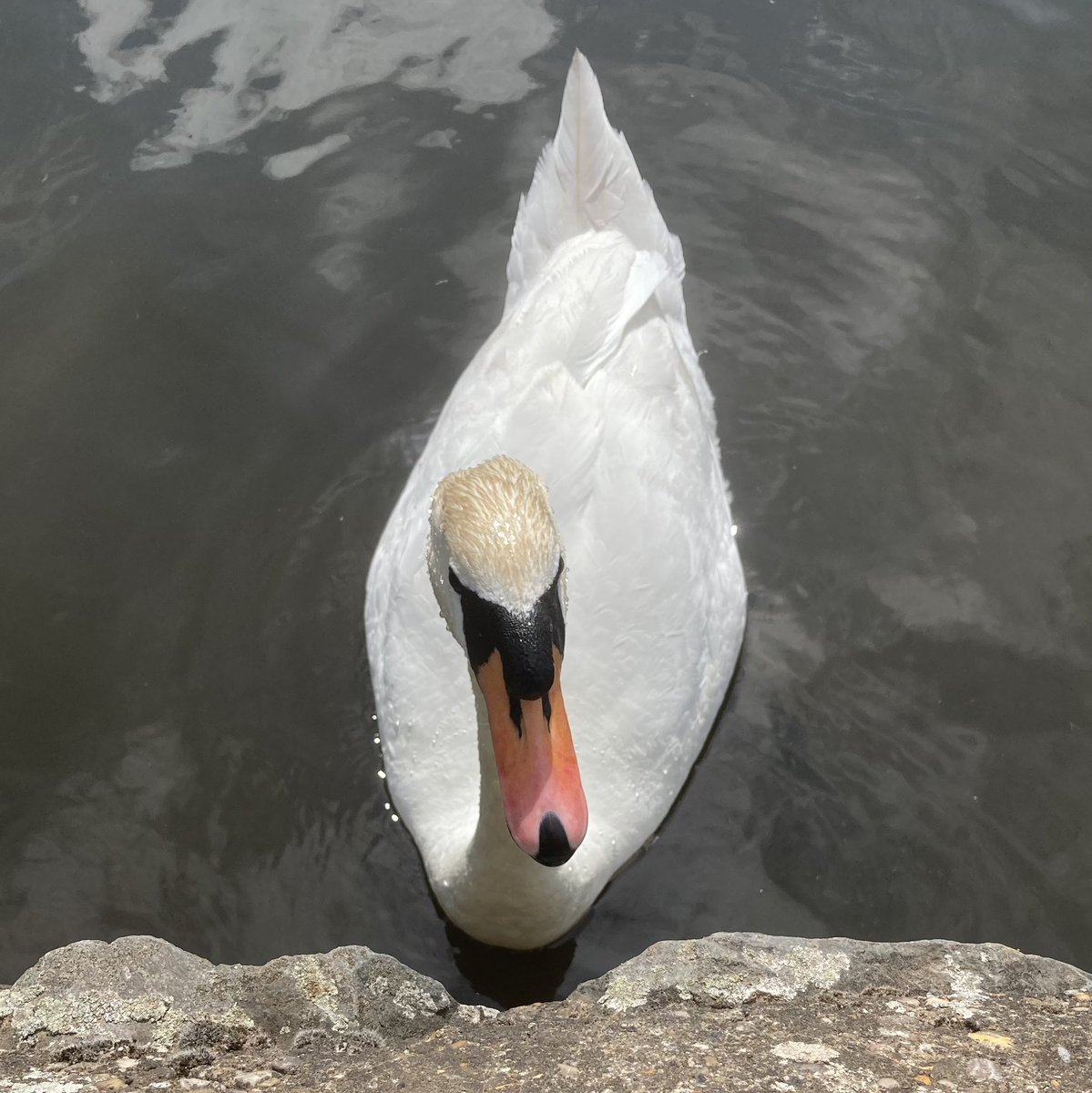 petemosley's tweet photo. This lovely creature was my thinking companion for a short while today. I’m pretty sure there was a bit of co-regulation going on!
#nature #quiet #mirrorneurons #communingwithnature https://t.co/wc8zLvNwf4