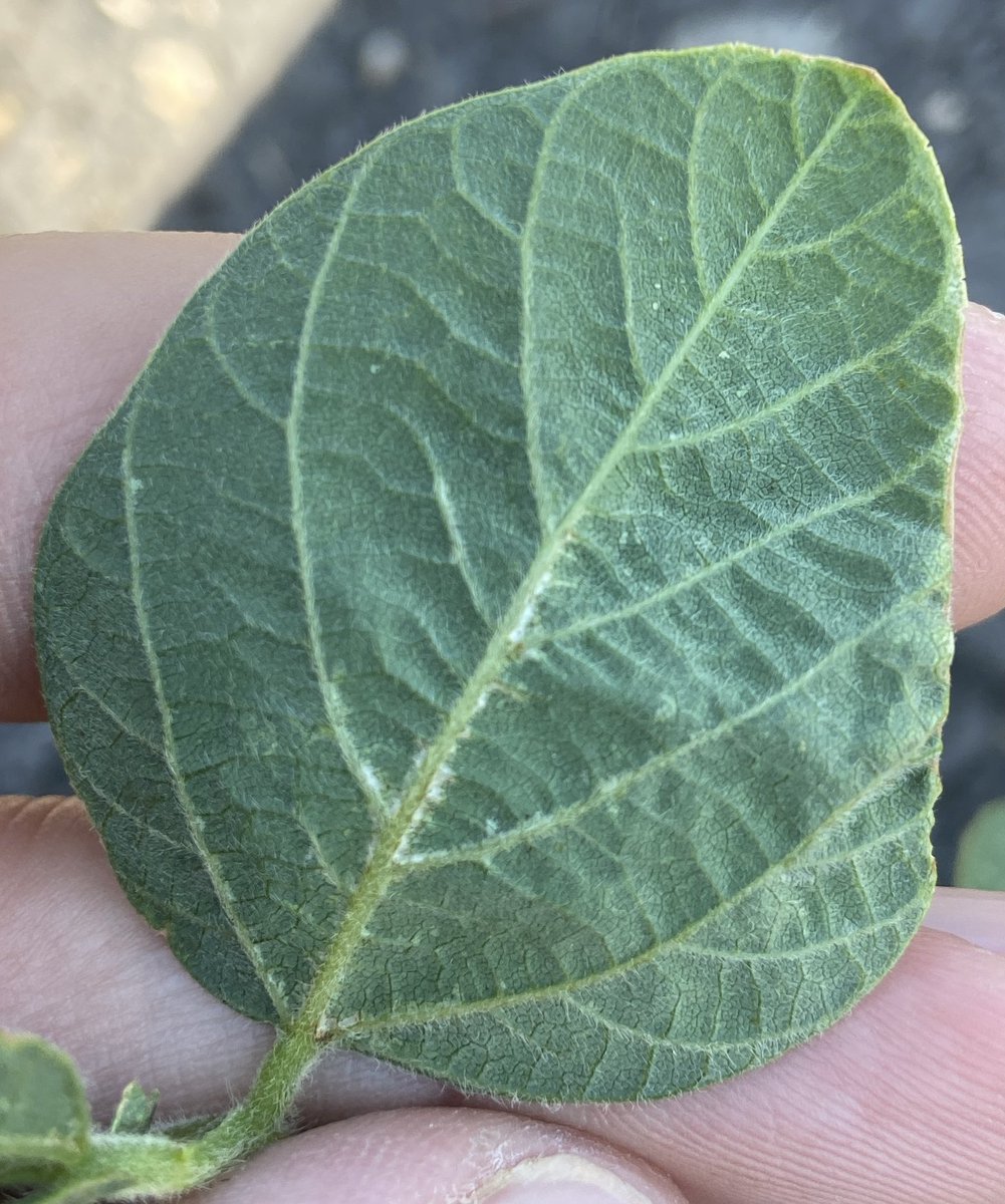 Midcoastipm's tweet photo. I am beginning to find bean thrips in soybean fields. So far the feeding injury is minimal as populations are under 1 or leaf. Keep an eye on them as we tend to see them more in dry years. ET~10 per leaf. https://t.co/VpTxc02Ntv